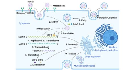 www5.hav|Hepatitis A: Viral Structure, Classification, Life Cycle, Clinical .